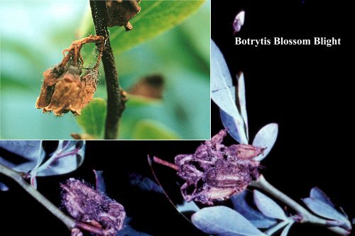 Management of Major Blueberry Diseases - The Southern Region ...