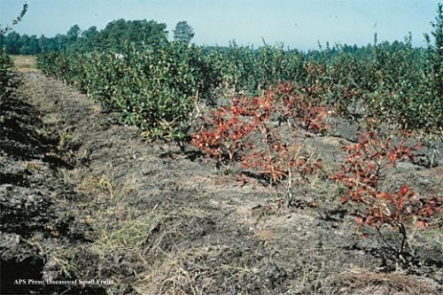 Management of Major Blueberry Diseases - The Southern Region ...