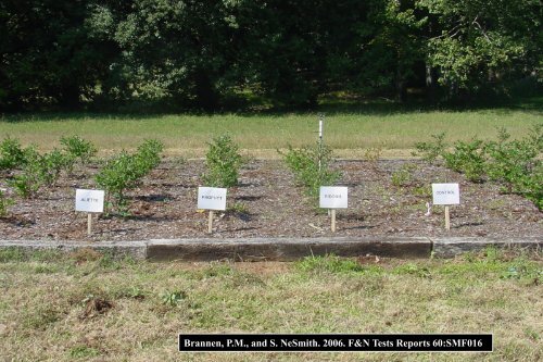 Management of Major Blueberry Diseases - The Southern Region ...