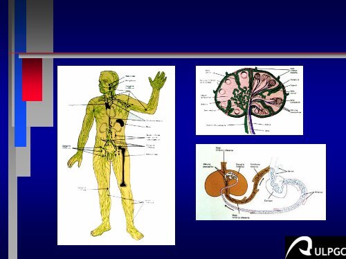 PATOLOGIA GANGLIONAR CERVICO-FACIAL