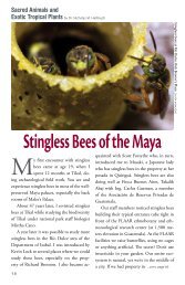 Stingless Bees of the Maya - Maya Archaeology