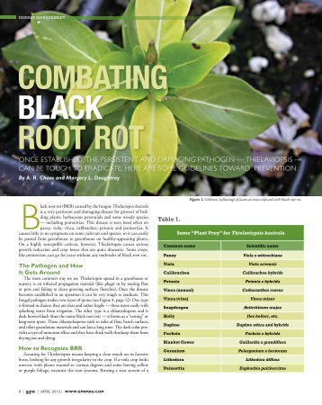 05_Black Root Rot_GPN0413 FINAL.pdf - Greenhouse Product News