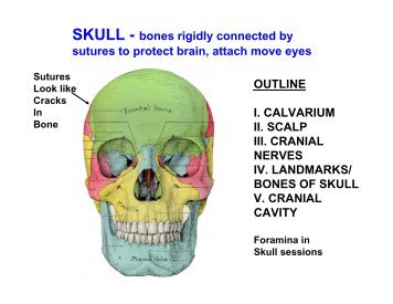 SKULL - bones rigidly connected by sutures to protect brain, attach ...