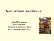 New Walnut Rootstocks