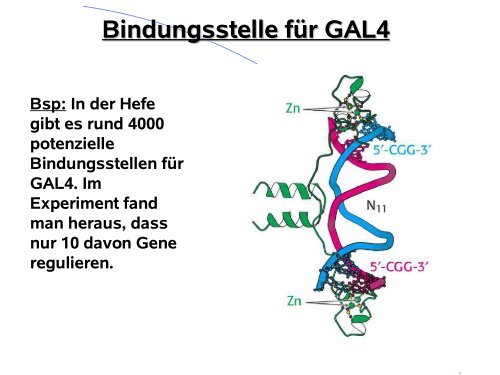 Genregulation bei Eukaryoten