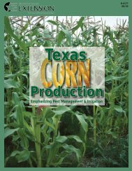 Texas Corn Production Emphasizing Pest Management and Irrigation