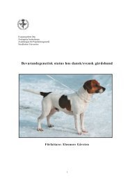 Bevarandegenetisk status hos dansk/svensk gÃ¥rdshund