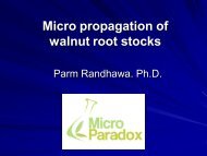 Micropropagation of Walnut Rootstocks