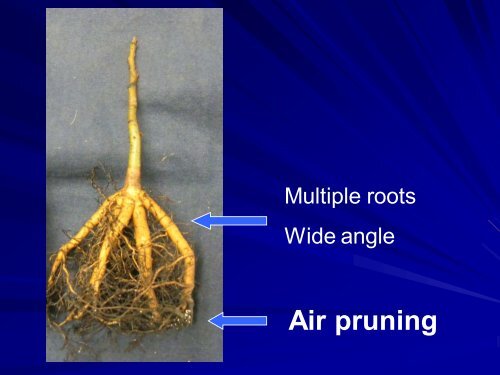 Micropropagation of Walnut Rootstocks