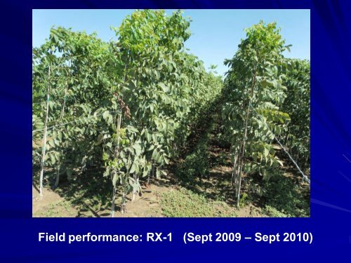 Micropropagation of Walnut Rootstocks