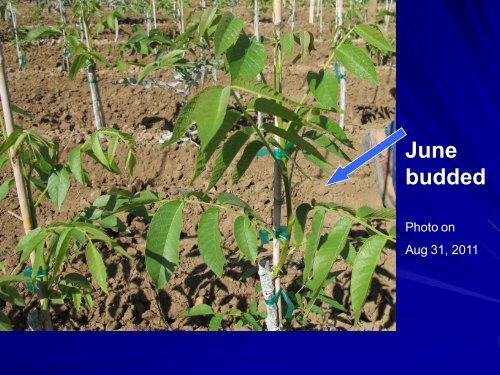 Micropropagation of Walnut Rootstocks