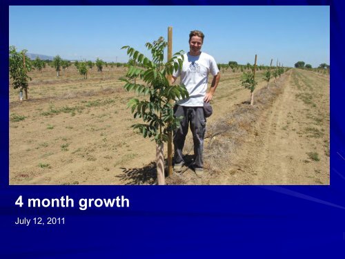 Micropropagation of Walnut Rootstocks