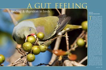 feeding & digestion in birds