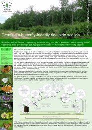 Download pdf - Butterfly Conservation Warwickshire