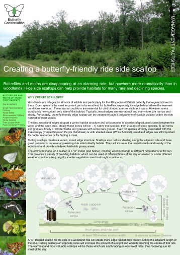 Download pdf - Butterfly Conservation Warwickshire