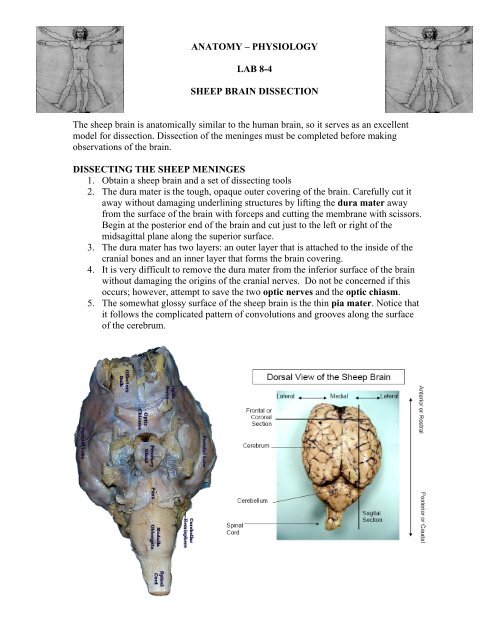 Sheep Brain Dissection Physics Matters Net