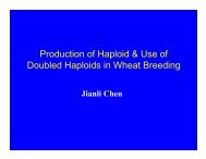 Production of Haploid & Use of Doubled Haploids in Wheat Breeding