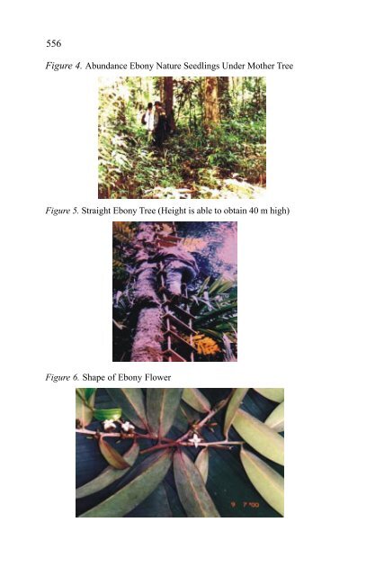 In situ and Ex situ Conservation of Commercial Tropical Trees - ITTO