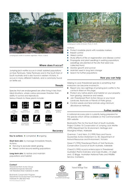 Fact sheet 2, Jumping-jack Wattle - Eyre Peninsula Natural ...