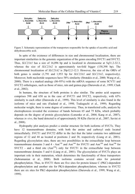 Handbook of Vitamin C Research