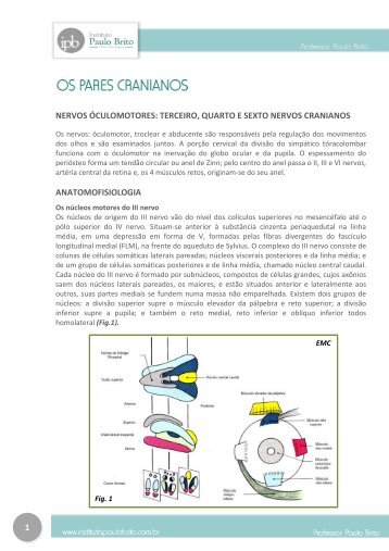 nervos óculomotores - Instituto Paulo Brito