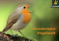 Poster: Wunderbare Vogelwelt