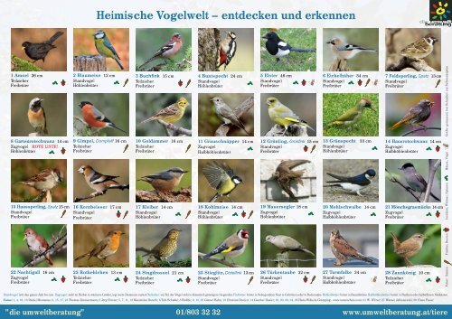 Poster: Wunderbare Vogelwelt