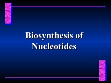 Biosynthesis of Nucleotides Biosynthesis of Nucleotides - Ecu