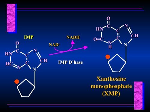 Biosynthesis of Nucleotides Biosynthesis of Nucleotides - Ecu