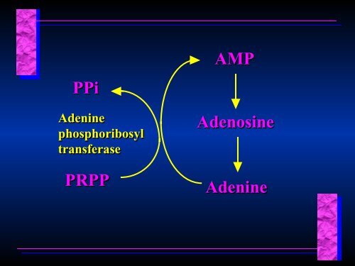 Biosynthesis of Nucleotides Biosynthesis of Nucleotides - Ecu