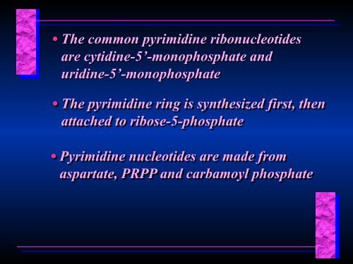 Biosynthesis of Nucleotides Biosynthesis of Nucleotides - Ecu