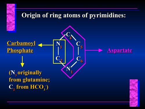 Biosynthesis of Nucleotides Biosynthesis of Nucleotides - Ecu