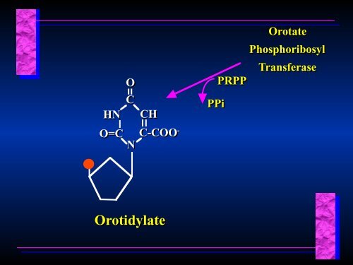 Biosynthesis of Nucleotides Biosynthesis of Nucleotides - Ecu