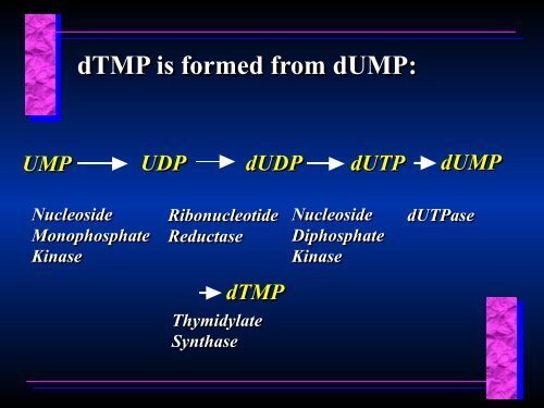 Biosynthesis of Nucleotides Biosynthesis of Nucleotides - Ecu