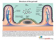 Structure of the gut wall - Immunopaedia