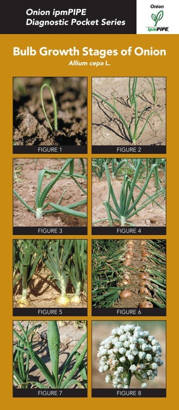 Bulb Growth Stages of Onion - Planalytics