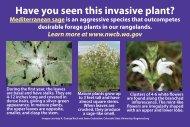 Have you seen this invasive plant? - Washington State Noxious ...