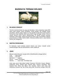 Budidaya kelinci - Warintek