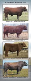 BLADES ANGUS REFERENCE SIRES