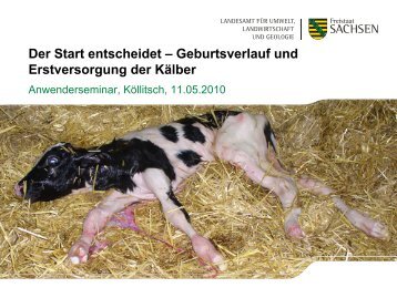 Geburtsverlauf und Erstversorgung der Kälber - Landwirtschaft in ...