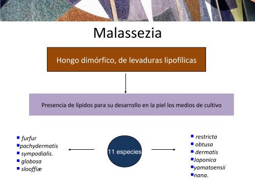 caso foliculitis por malasezzia.pdf - PIEL-L Latinoamericana