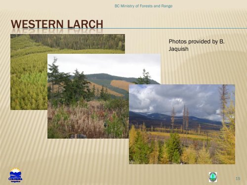 NEW SEED TRANSFER POLICY FOR WESTERN LARCH