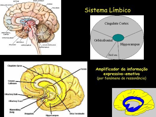 Sistema Límbico (PDF, 1690Kb)