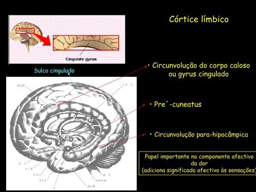 Sistema Límbico (PDF, 1690Kb)