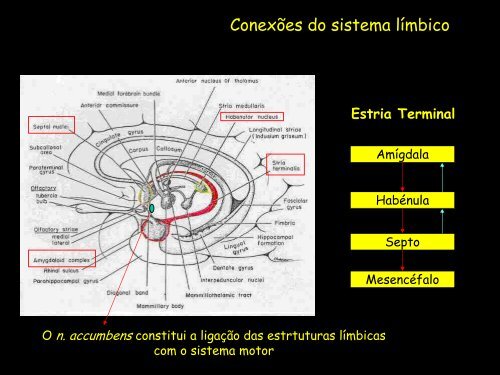 Sistema Límbico (PDF, 1690Kb)