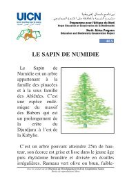 + 44 - sapin de numidie