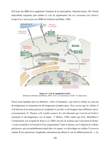 Modèles transgéniques pour l'étude de la fonction ... - Epublications