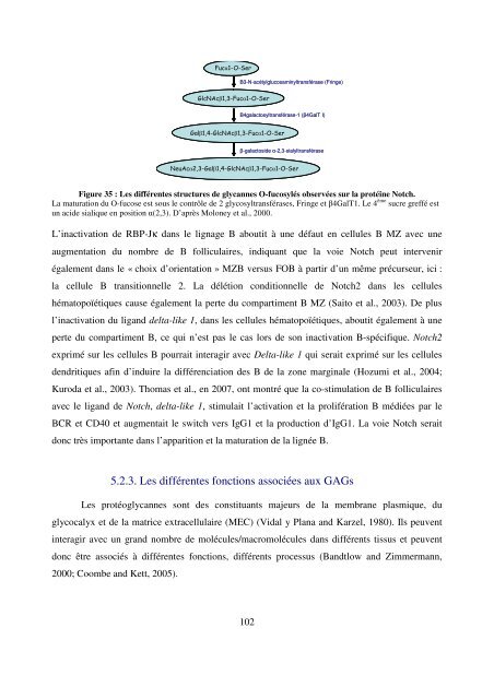 Modèles transgéniques pour l'étude de la fonction ... - Epublications