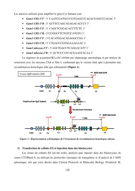 Modèles transgéniques pour l'étude de la fonction ... - Epublications