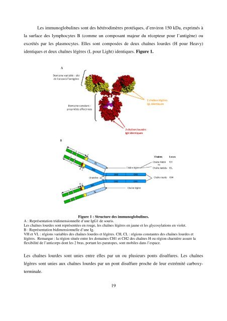 Modèles transgéniques pour l'étude de la fonction ... - Epublications